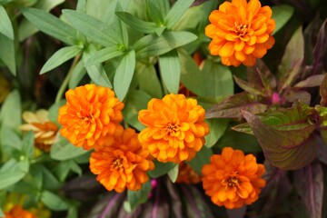 Orange flowers, green leaves for background image
