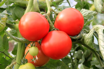 Red tomatoes in the greenhouse. Both ripe and unripe tomatoes. Red and green growing tomatoes in a greenhouse