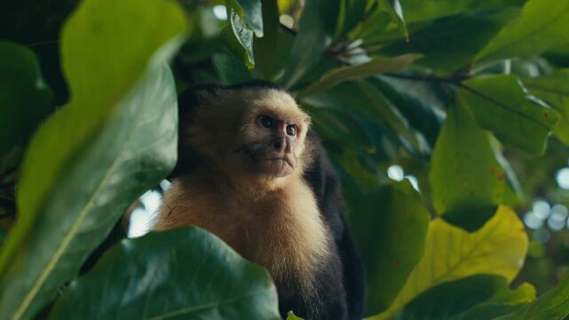 Curious wild Capuchin Monkey in a tropical jungle 