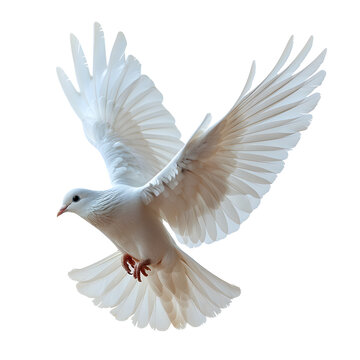 A white dove isolated on transparent background