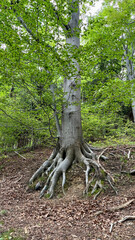 Large tree roots in a mountain forest. Poland