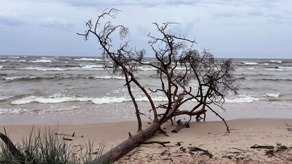 Waves on the Baltic Sea coast. Latvia
