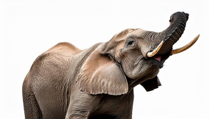 Obraz premium An elephant with its trunk raised high