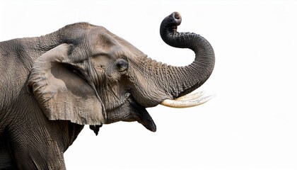 Obraz premium elephant isolated on white