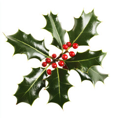 Fototapeta premium A sprig of European holly isolated on a white background.