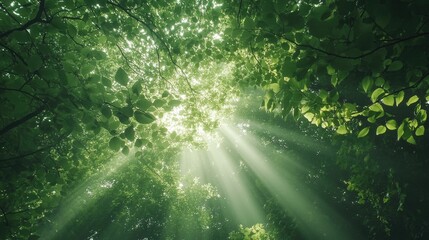 A lush green forest canopy with sunlight filtering through the leaves