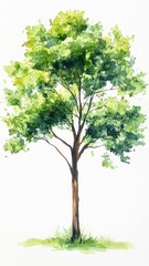 Watercolor of tree isolated on color background for landscape ,trees drawing by watercolor,architecture drawing, elements for environment and garden,botanical for section green forest concept.