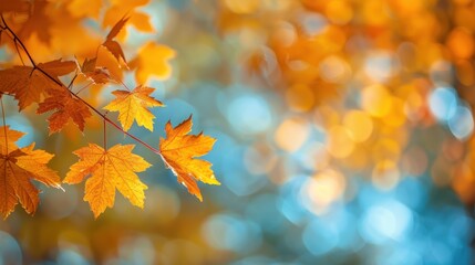 Autumn background with maple leaves and bokeh,Fall blurred background, Yellow and red maple leaves are flying and falling down. Autumnal landscape.water drop on leaf,space for text.