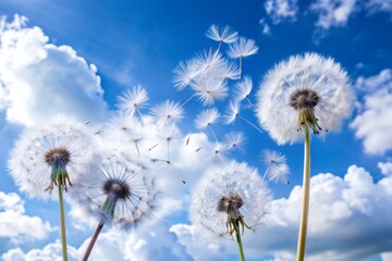 Delicate dandelion seeds dance in the gentle breeze, their feathery parachutes carrying them away, set against a bright blue sky with soft, white clouds.