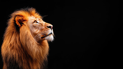 A lion with a long mane stands in front of a black background