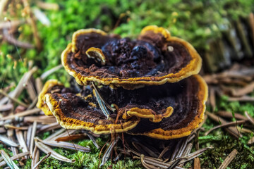 Macro  - Forest - Europe, Romania, Suceava region
