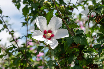 pink and white flower