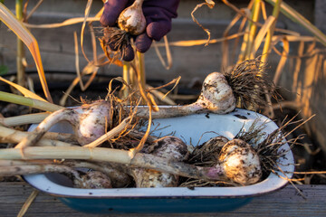 Freshly harvested garlic bulbs being placed in a dish by a gloved hand