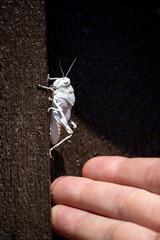 Hand reaching towards a white grasshopper on a dark wooden surface