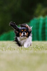 Tricolor Cavalier King Charles Spaniel Running Lure Course Dog Sport