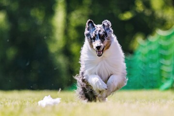 Blue Merle Shetland Sheepdog Sheltie Running Lure Course Dog Sport