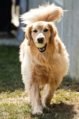 Close up Golden Retriever with a tennis ball in her mouth