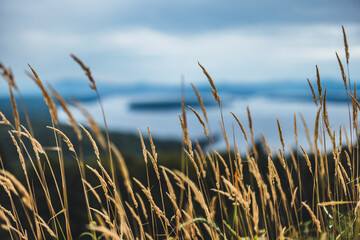 close up of long golden grass at lakeside viewpoint, Rangeley Maine