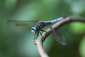 Green and Blue Dragonfly close up on a Branch with muted background