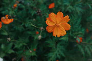 Orange cut flowers in a backyard garden