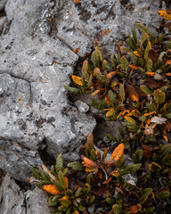 Hardy autumn foliage growing through rocky terrain in mountains