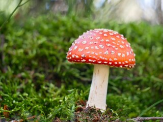 single red fly agaric mushroom on moss forest ground