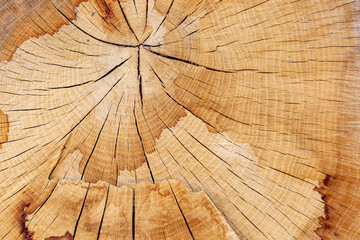 Oak, cross section of tree trunk. Quercus.