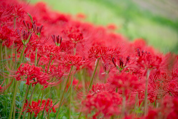 彼岸花の群衆