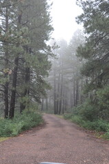 Fototapeta premium path in the forest