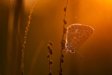 Modraszek ikar na łące o świcie. © Elżbieta Kaps