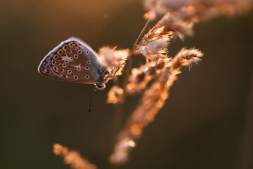 Modraszek ikar na łące o świcie. © Elżbieta Kaps