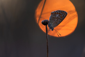 Modraszek ikar na łące o świcie. © Elżbieta Kaps