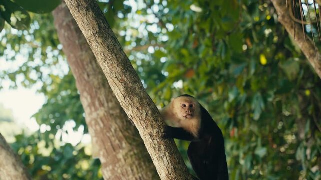 Curious wild Capuchin Monkey in a tropical jungle 