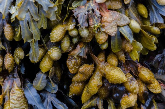 Fucus vesiculosus commomly known as Bladderwrack once used as a source for Iodine and as a nutritional supplement