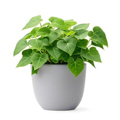 Lush English Ivy Plant in Gray Pot on White Background