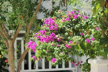 Naklejka premium Beautiful bougainvillea plant in garden
