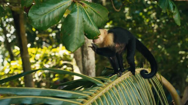 Curious wild Capuchin Monkey in a tropical jungle 