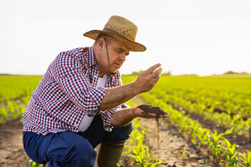 Farmer checking soil health in a young cornfield, sunny day