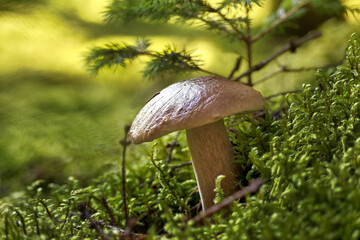 wild penny bun mushroom growing in lush forest environment with sunlight filtering through the trees