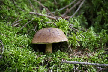 Close-up of a wild cep mushroom growing in a lush green forest surrounded by moss and foliage