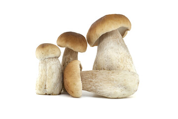 Fresh penny bun mushrooms on a white background presented in a group