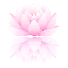 Pink lotus flower seamless pattern isolated on white background, vector illustration and can be scaled to any size without loss of resolution