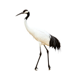 Obraz premium Graceful crane wading.on transparent background