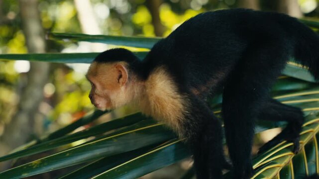 Curious wild Capuchin Monkey in a tropical jungle 