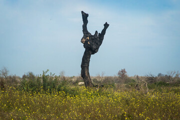 Il tronco di un albero colpito da un fulmine e  bruciato, isolato in un campo