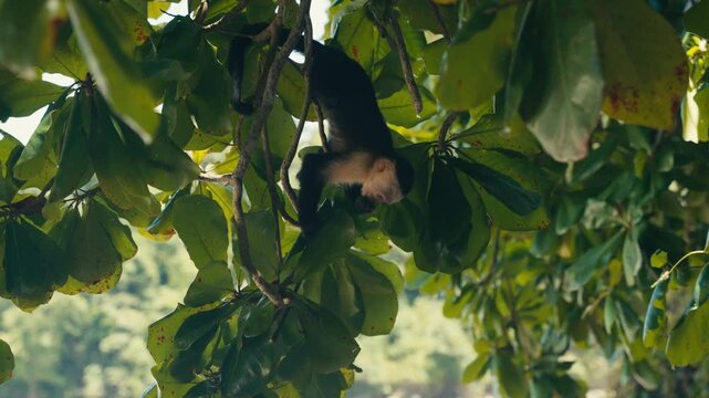 Curious wild Capuchin Monkey in a tropical jungle 