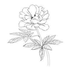 Summer flower peony. Vector pencil hand drawn illustration of blooming peony on isolated background. Bundle with outline drawing of leafs. Sketch in line art style painted by black inks.