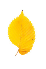 Autumn yellow hornbeam leaf. Colorful cut out isolated tree leaf