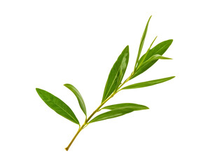 fresh olive branches with leaves isolated on white background closeup
