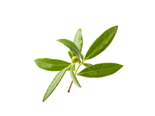 Obraz premium fresh olive branches with leaves isolated on white background closeup